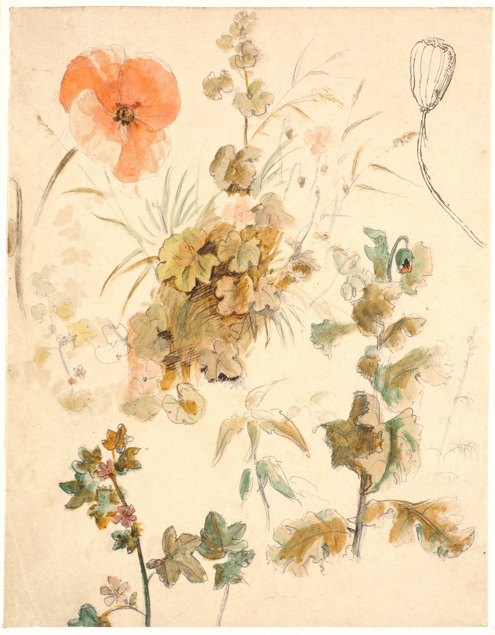 Estudos de diferentes flores, i.a. papoulas de Dankvart Dreyer