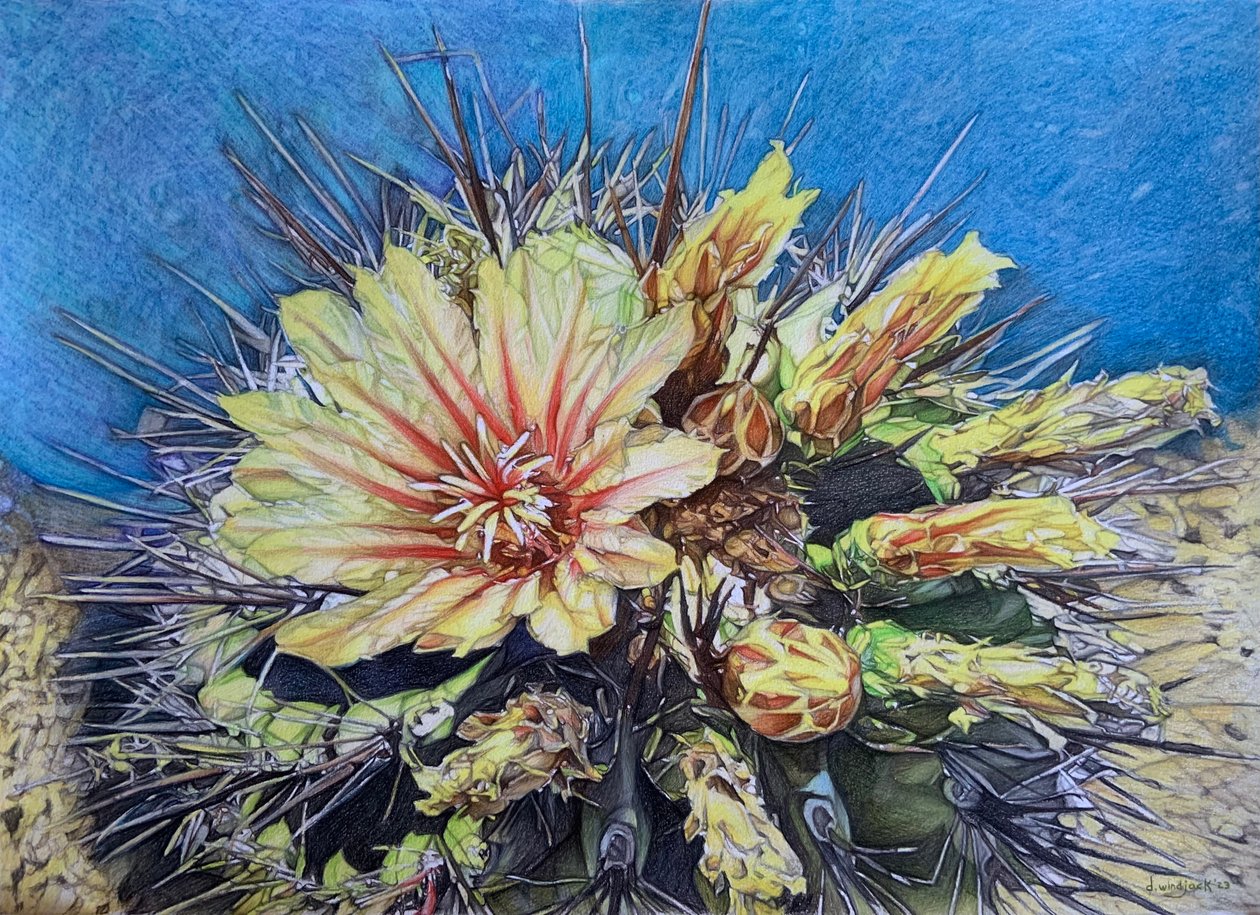 Beleza guardada, 2023 (lápis sobre papel) de Darrell Windjack