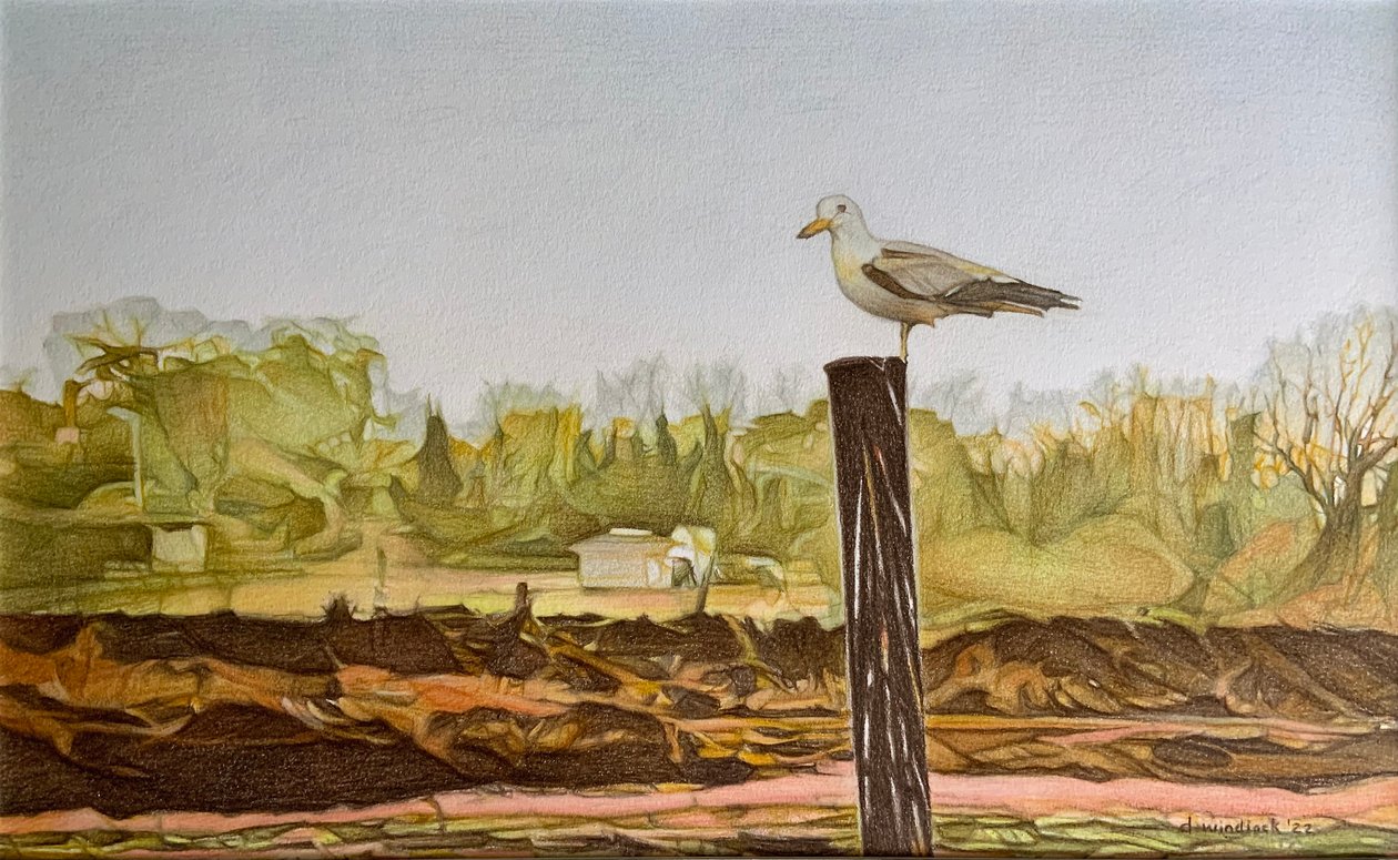 Gaivota solitária, 2022 (lápis sobre papel) de Darrell Windjack