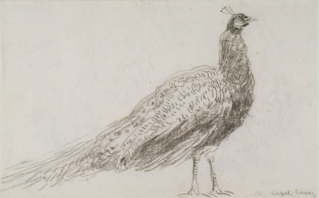 Pavão em Capel Curig, c.1845 (giz preto em papel de wove) de David Cox