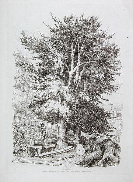 Faia não. 18, ilustração de Lições Progressivas na Paisagem para Jovens Iniciantes, 1816 (gravura em terra macia) de David Cox