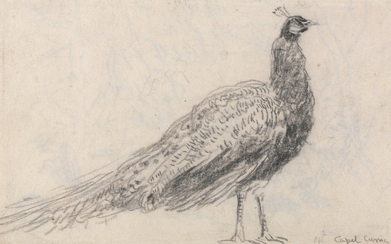 Pavão em Capel Curig de David Cox