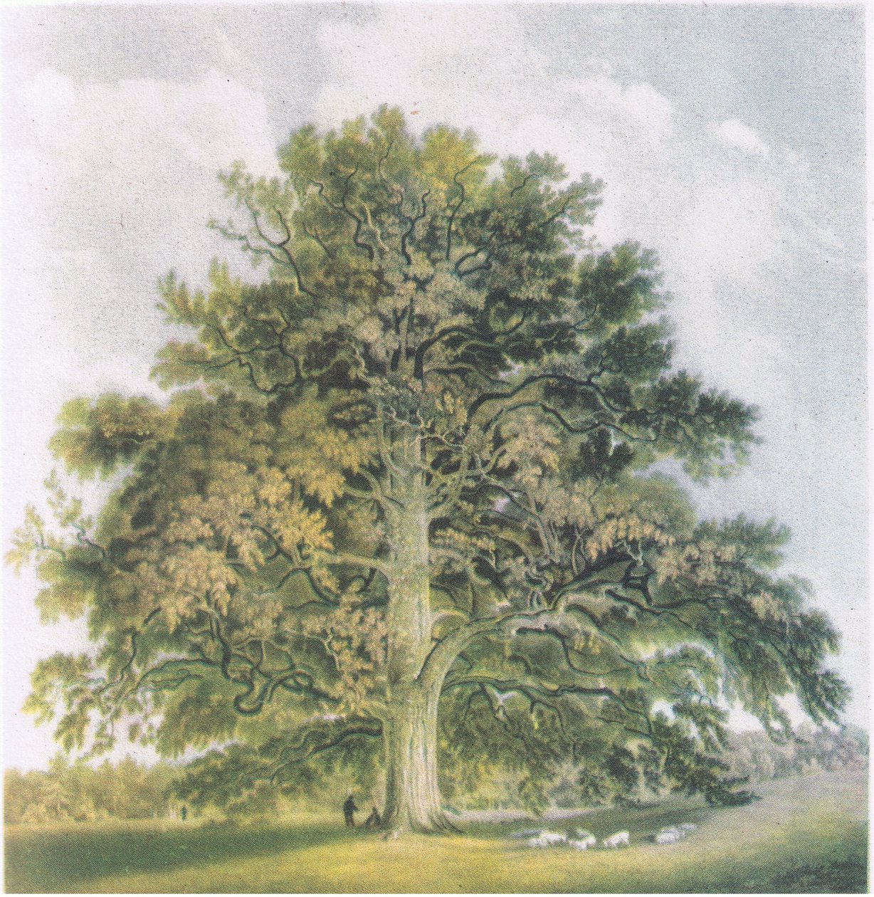 Pollard Willows, Nature in Britain publicado por Collins, 1946 de David Cox