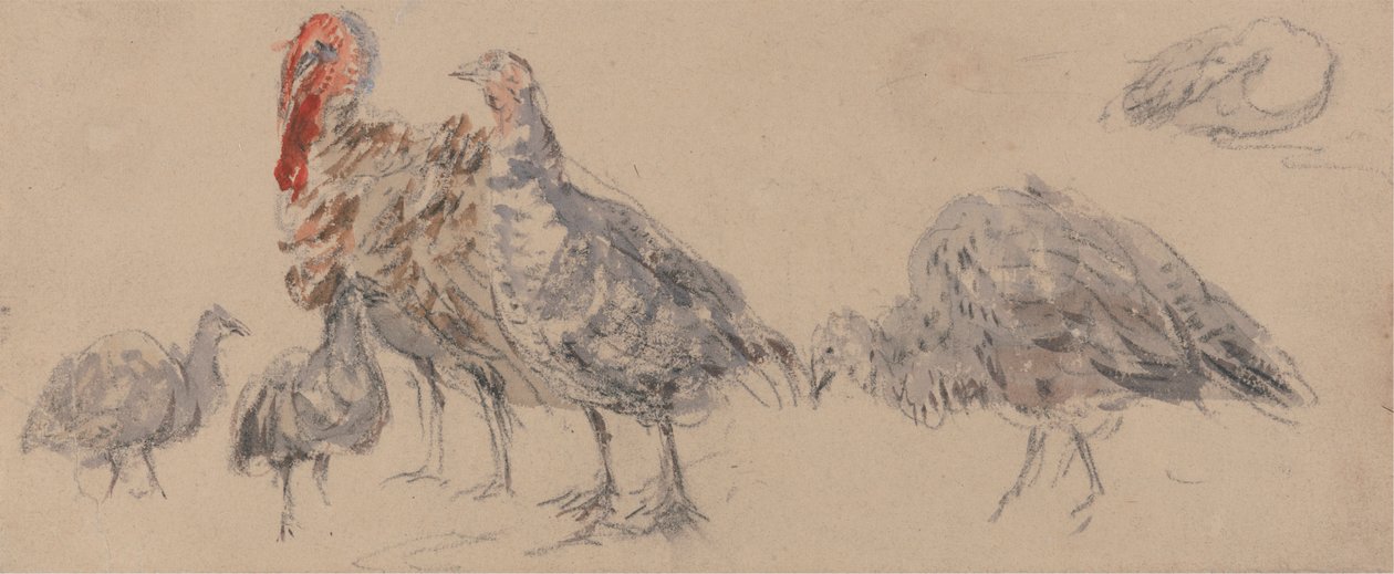 Estudo dos perus de David Cox