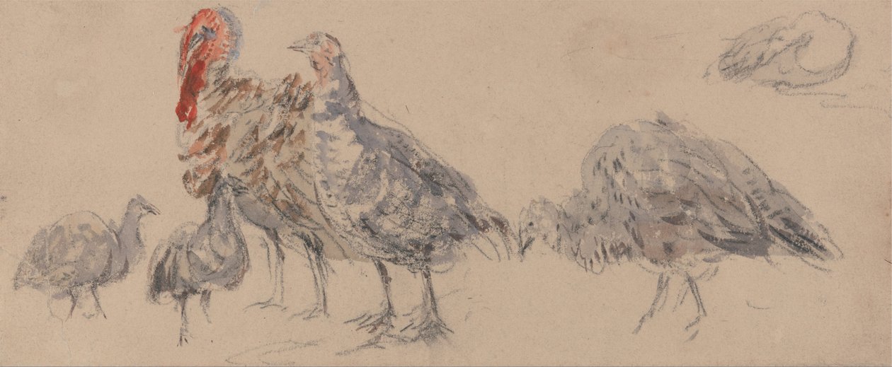 Estudo dos perus de David Cox