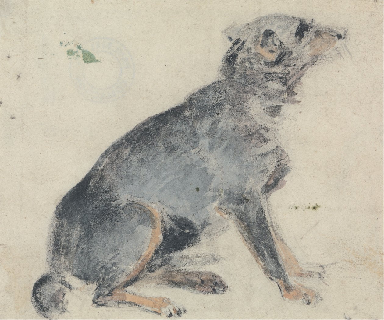 Estudo de um cão de David Cox