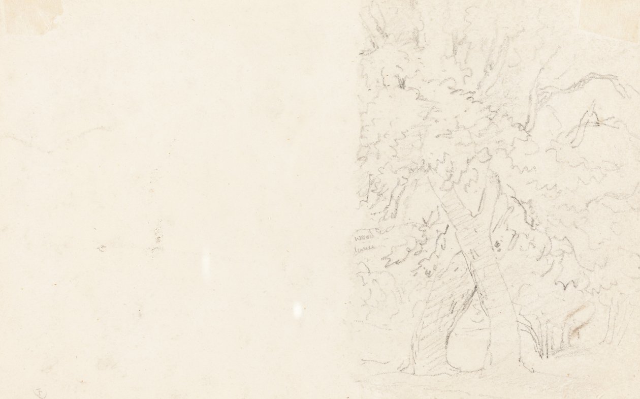 Árvores [verso] de David Cox