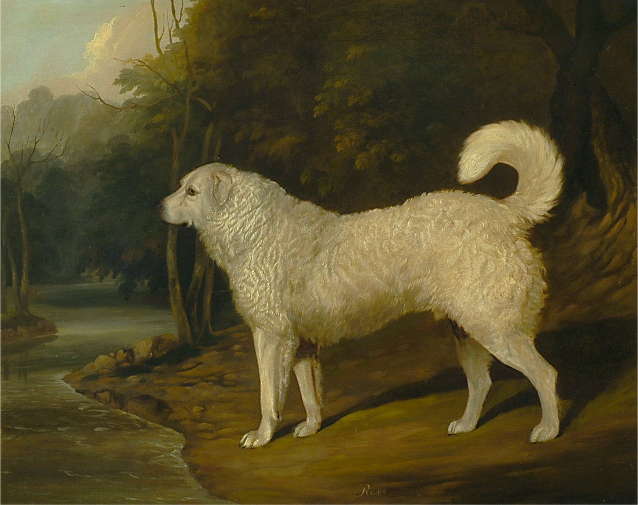 Retrato de um cão, Ross de David Dalby of York