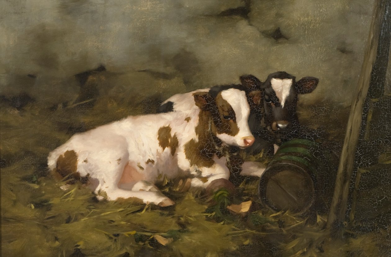 Vitelos, c.1900 (óleo sobre tela) de David Gauld