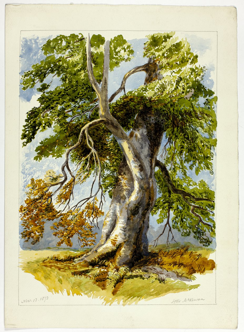 Árvore nodosa de David Hall McKewan
