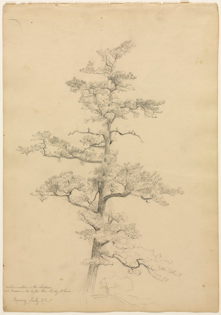 Pine Tree, Conway, New Hampshire, c. 1851 de David Johnson