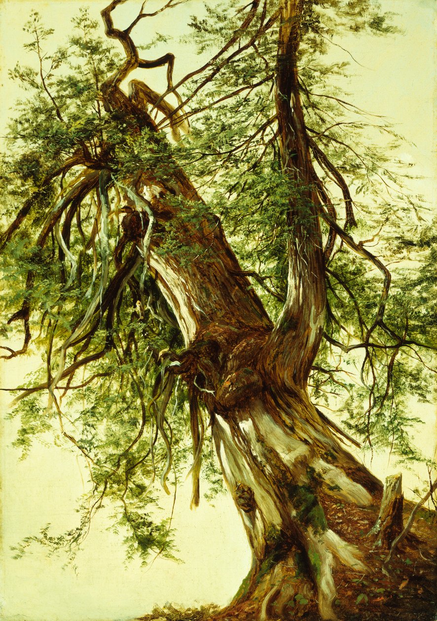 Estudo de um Cedro (óleo sobre tela) de David Johnson