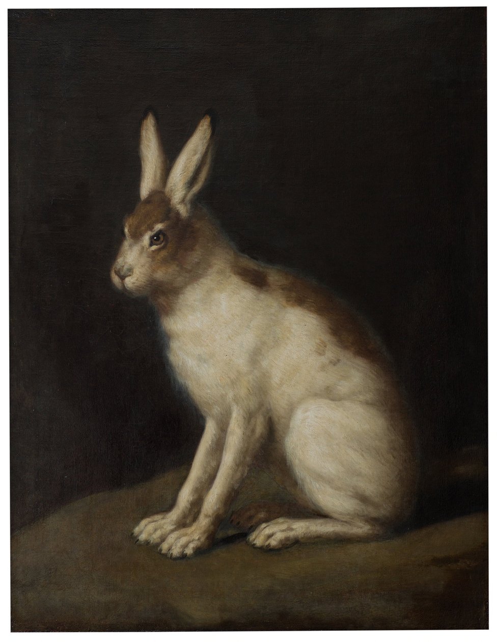 Lebre de David Klöcker Ehrenstrahl