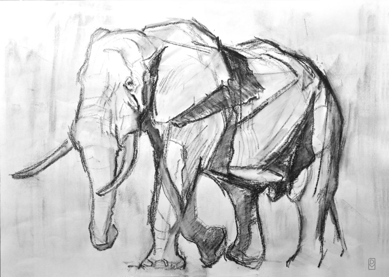 Elefante Touro Africano, 2019 (carvão vegetal sobre papel) de David Mayer