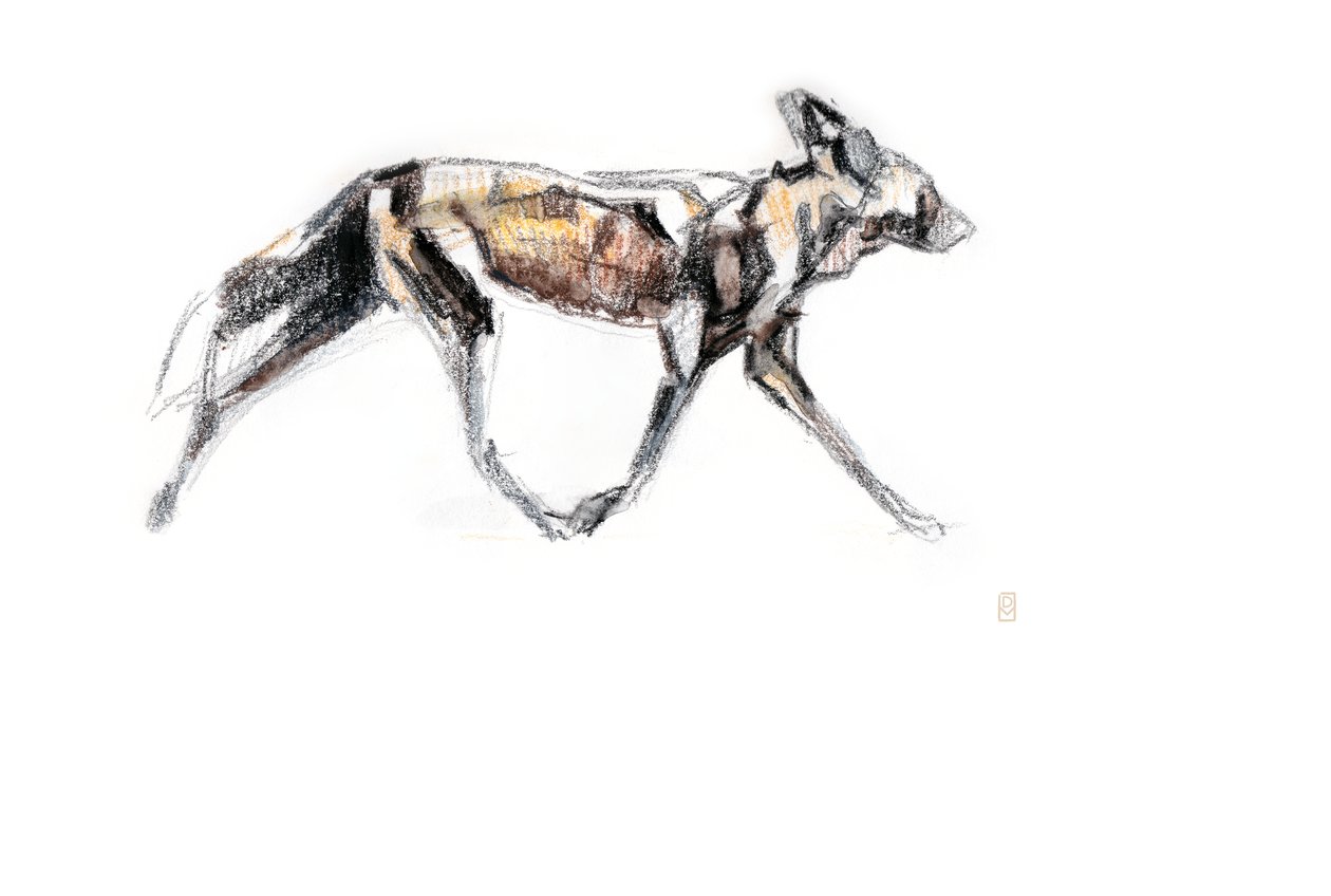 Cachorro selvagem africano correndo, 2020 (crayon e aquarela sobre papel) de David Mayer
