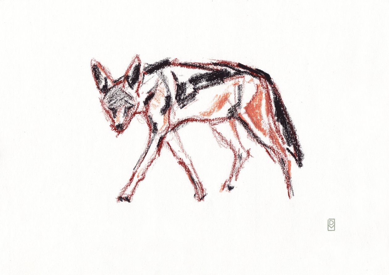 Chacal de dorso negro africano, 2019 (crayon no papel) de David Mayer