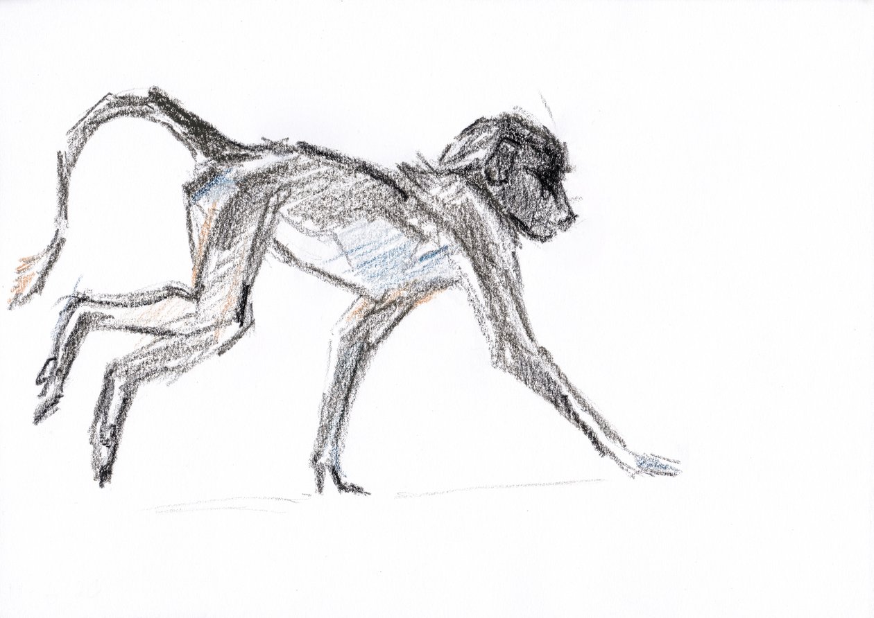 Babuíno, 2020 (crayon no papel) de David Mayer