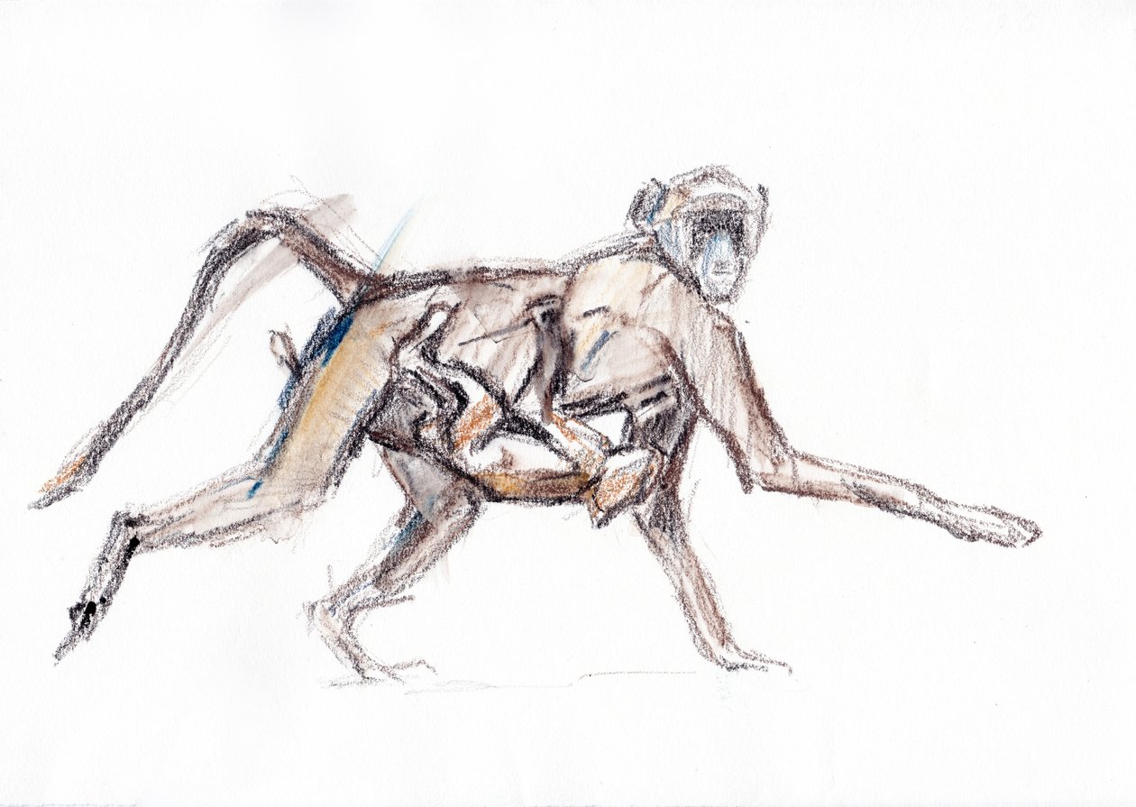 Babuíno e jovem, 2020 (crayon no papel) de David Mayer