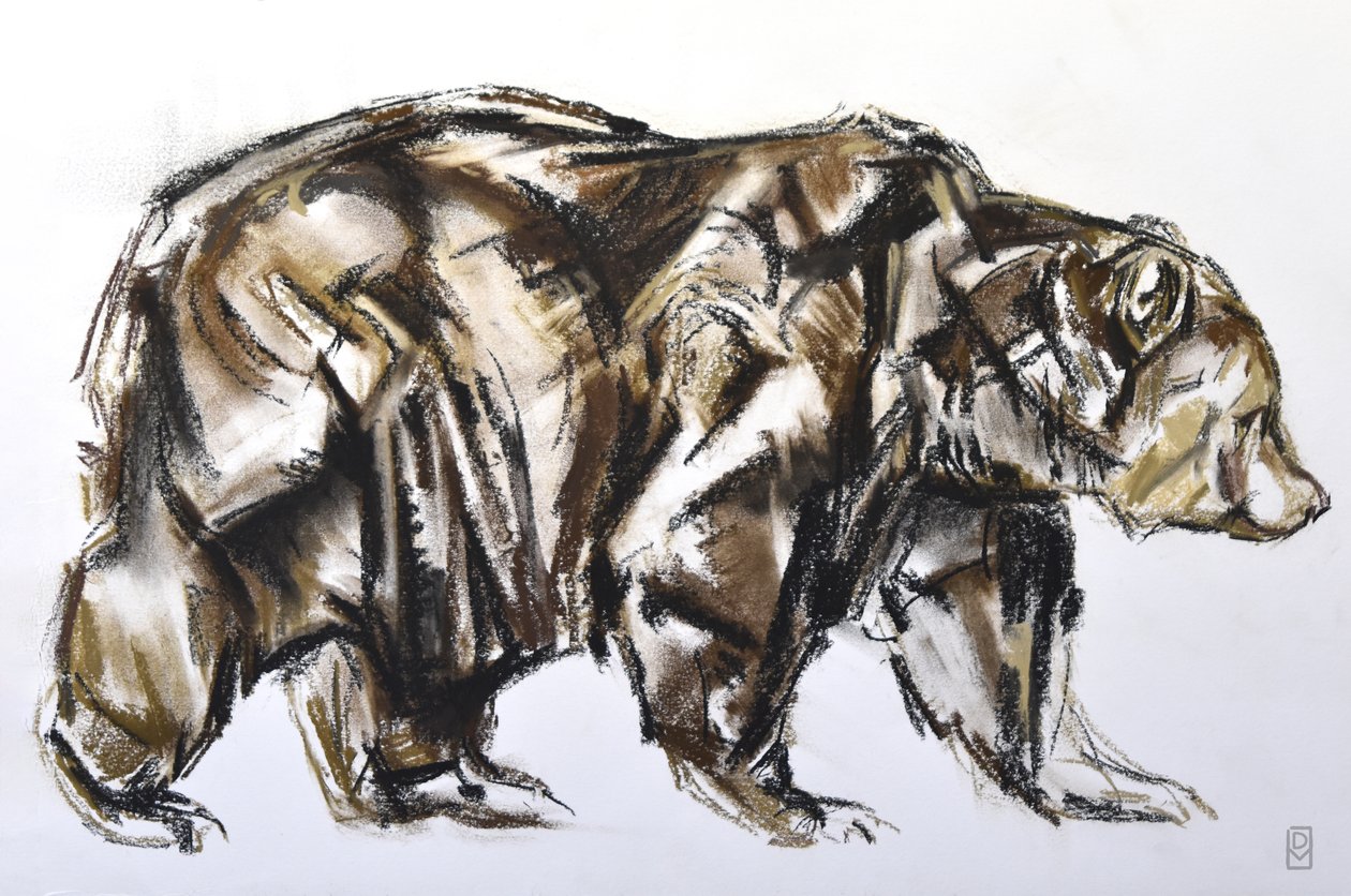 Urso pardo andando, 2012 (Pastel/Conte no papel) de David Mayer