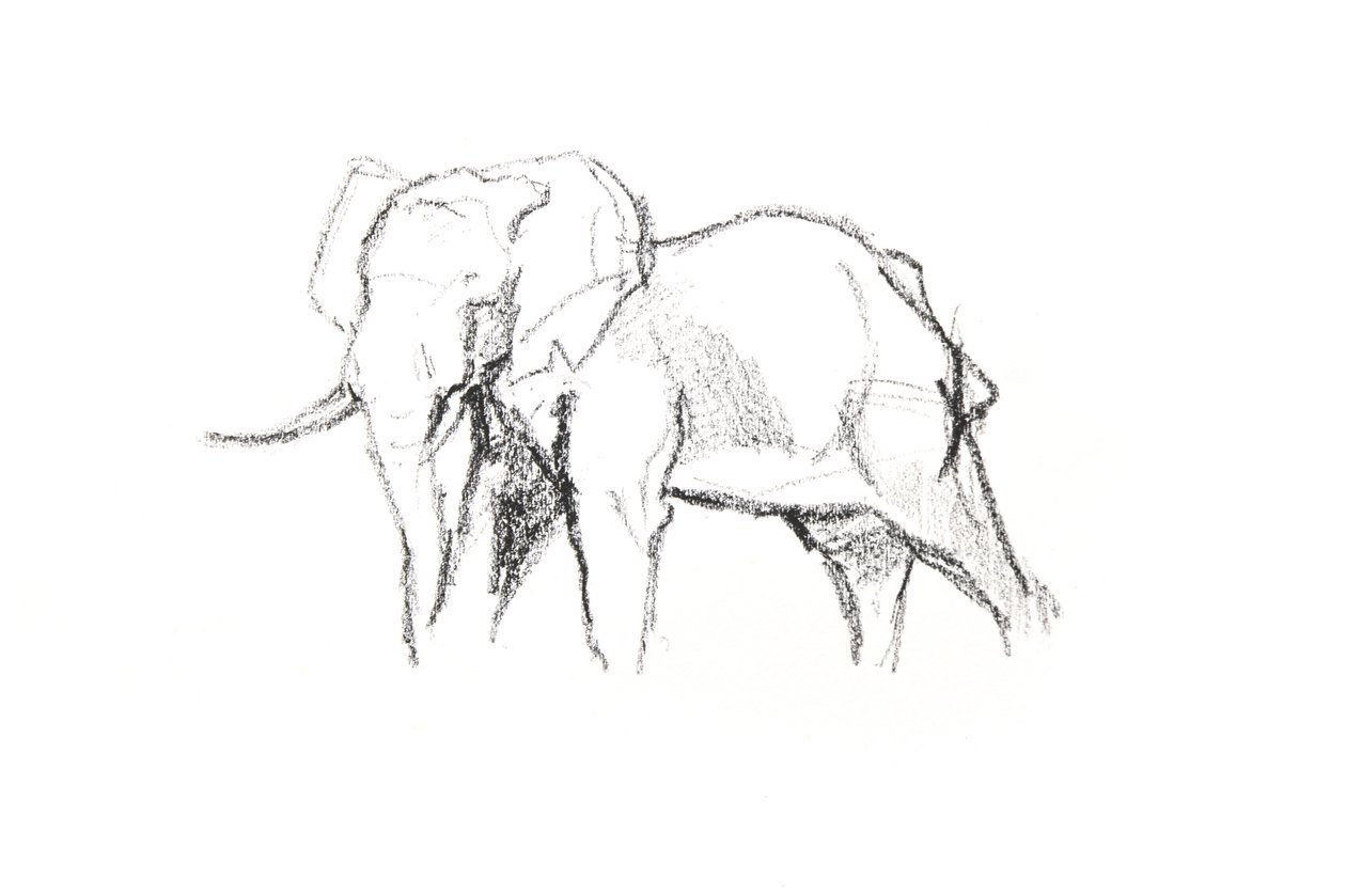 Bull Elephant, 2021 (crayon no papel) de David Mayer