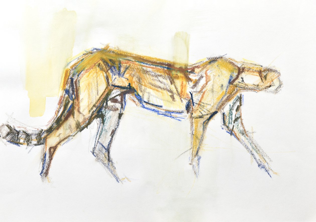 Cheetah, 2020 (crayon e aquarela sobre papel) de David Mayer