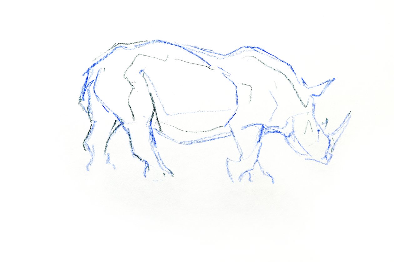 Rinoceronte Branco, 2020 (crayon no papel) de David Mayer