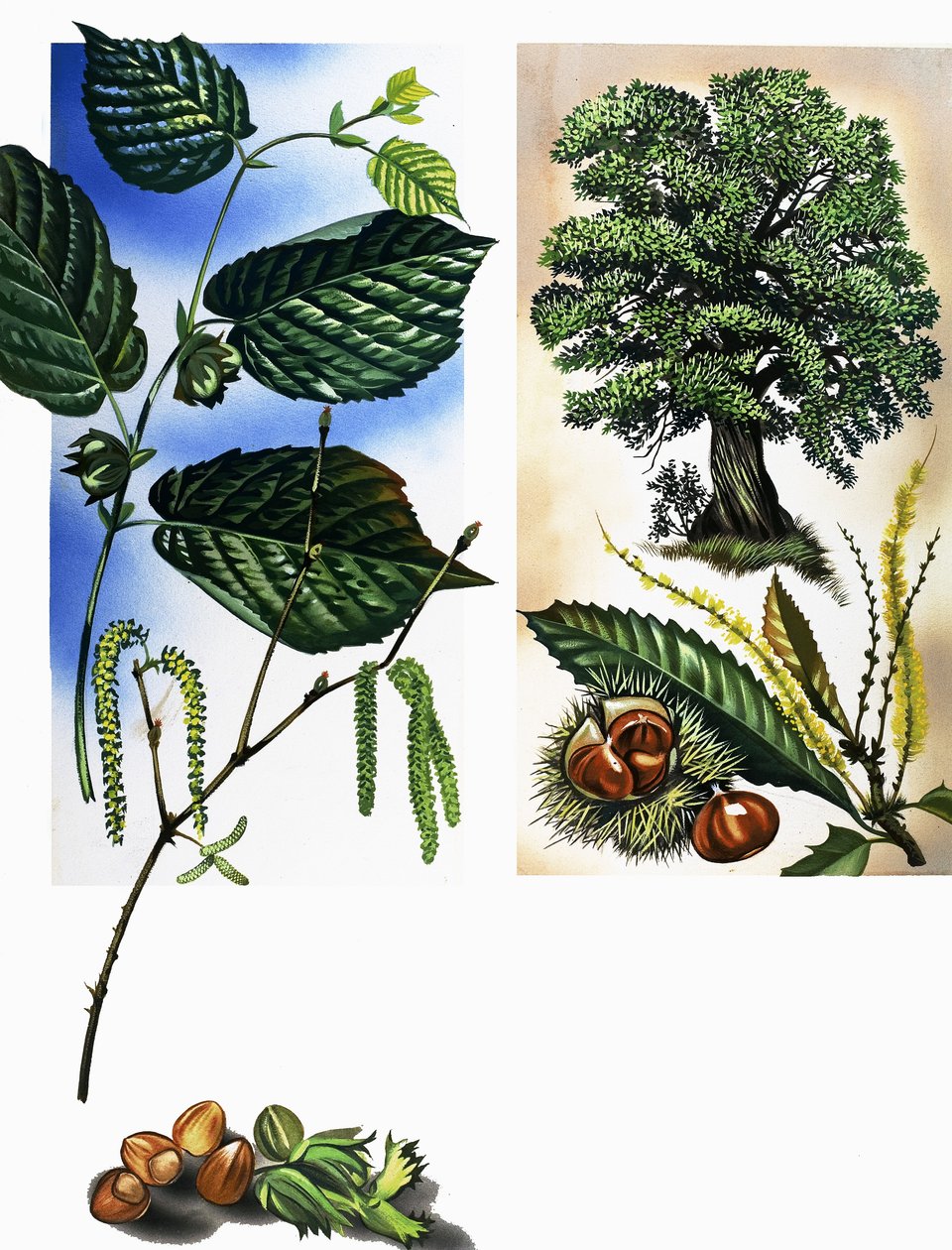 Todos os tipos de frutos secos: avelãs e castanhas de David Pratt