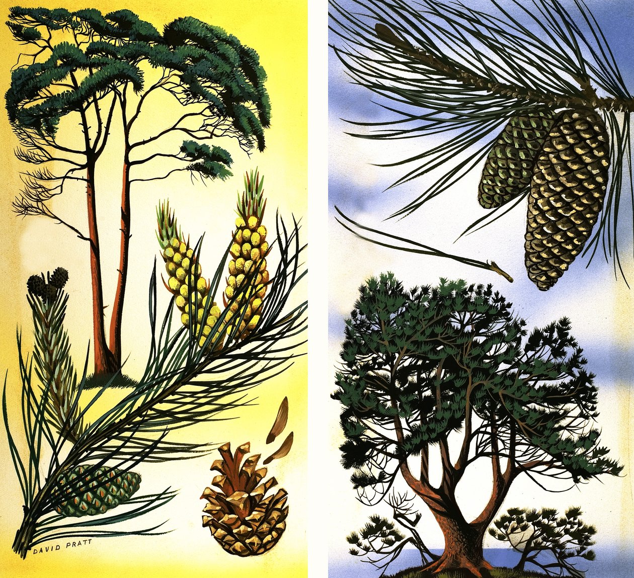 Todos os tipos de pinheiros e abetos: Pinheiro silvestre e pinheiro bravo de David Pratt