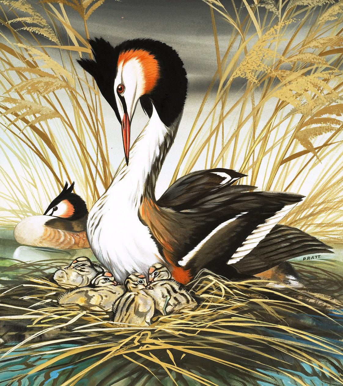 Mergulhão-de-crista, ilustração de "Era uma vez" (guache sobre papel) de David Pratt