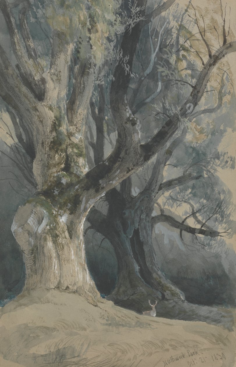 Árvores em Northwick Park de David Roberts