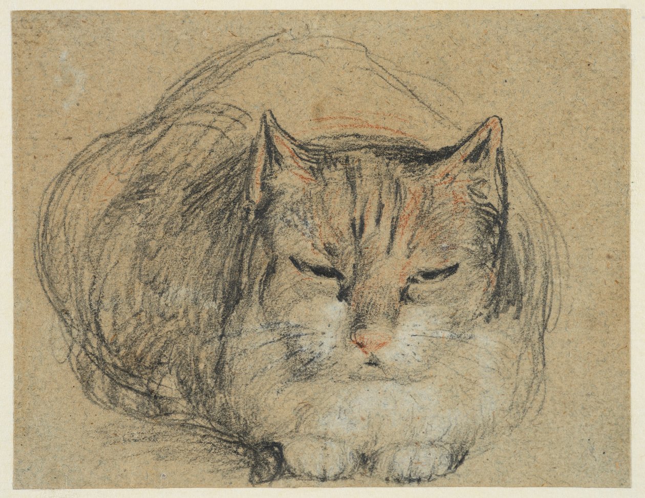 Gato, estudo para "O dedo cortado" (reto), c.1809 (giz preto, vermelho e branco, giz preto e branco sobre papel vegetal) de David Wilkie