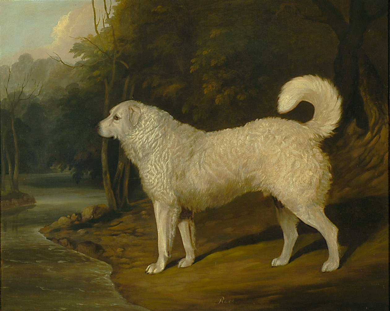 Retrato de um cachorro, Ross de David of York Dalby