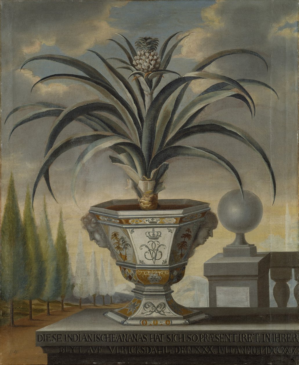 Planta de abacaxi, 1729 de David von Coln