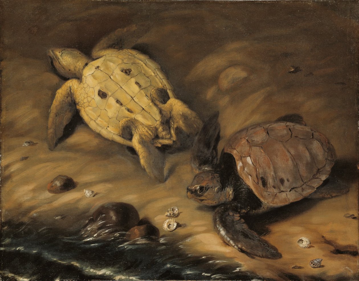 Tartaruga de David von Krafft