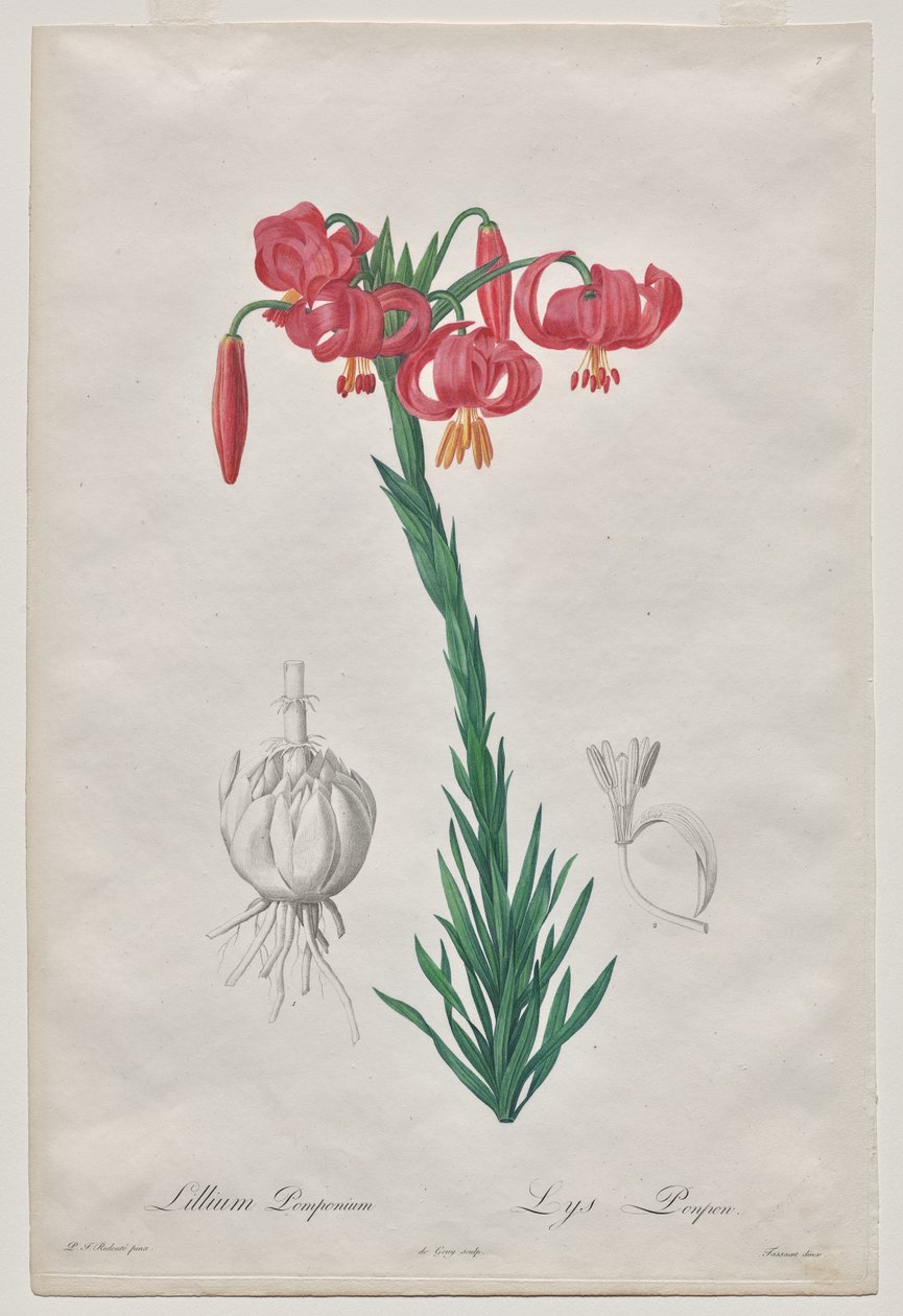 Lillium Pomponium (Turban Lily), placa 7 de Les Liliacées de De Gouy