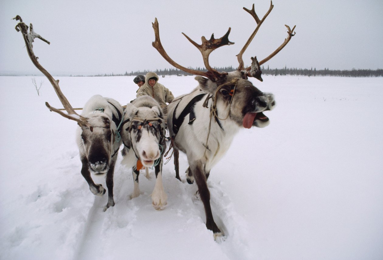 As renas puxam um chefe Saami, ou Lapp, num trenó através da neve. Perto de Lovozero, na Rússia... de Dean Conger