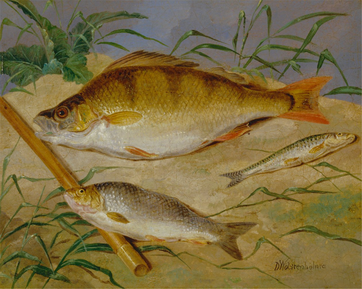 Uma Captura de Peixe Grosso de Angler de Dean Wolstenholme