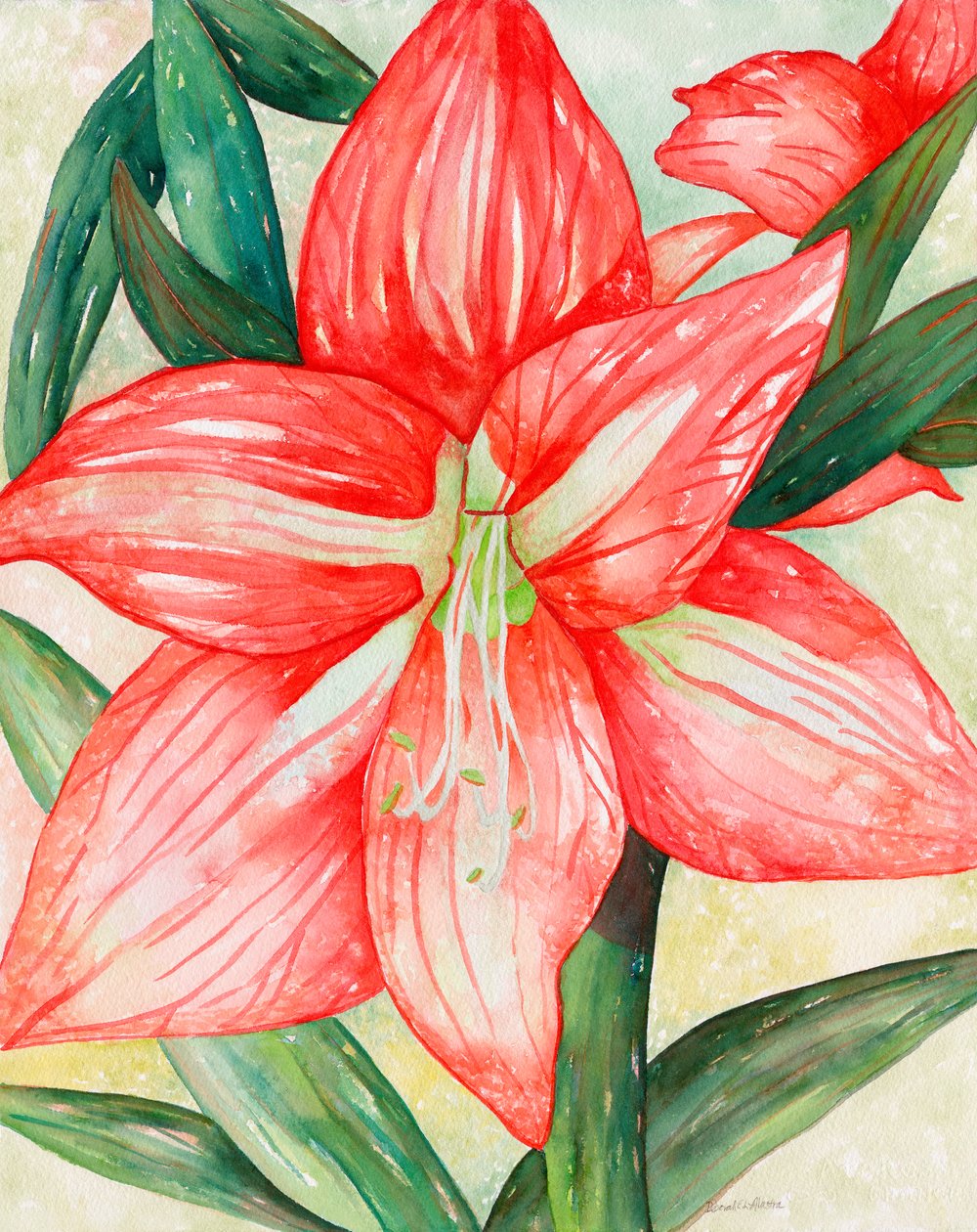 Amaryllis, 2005 (aguarela) de Deborah Eve Alastra