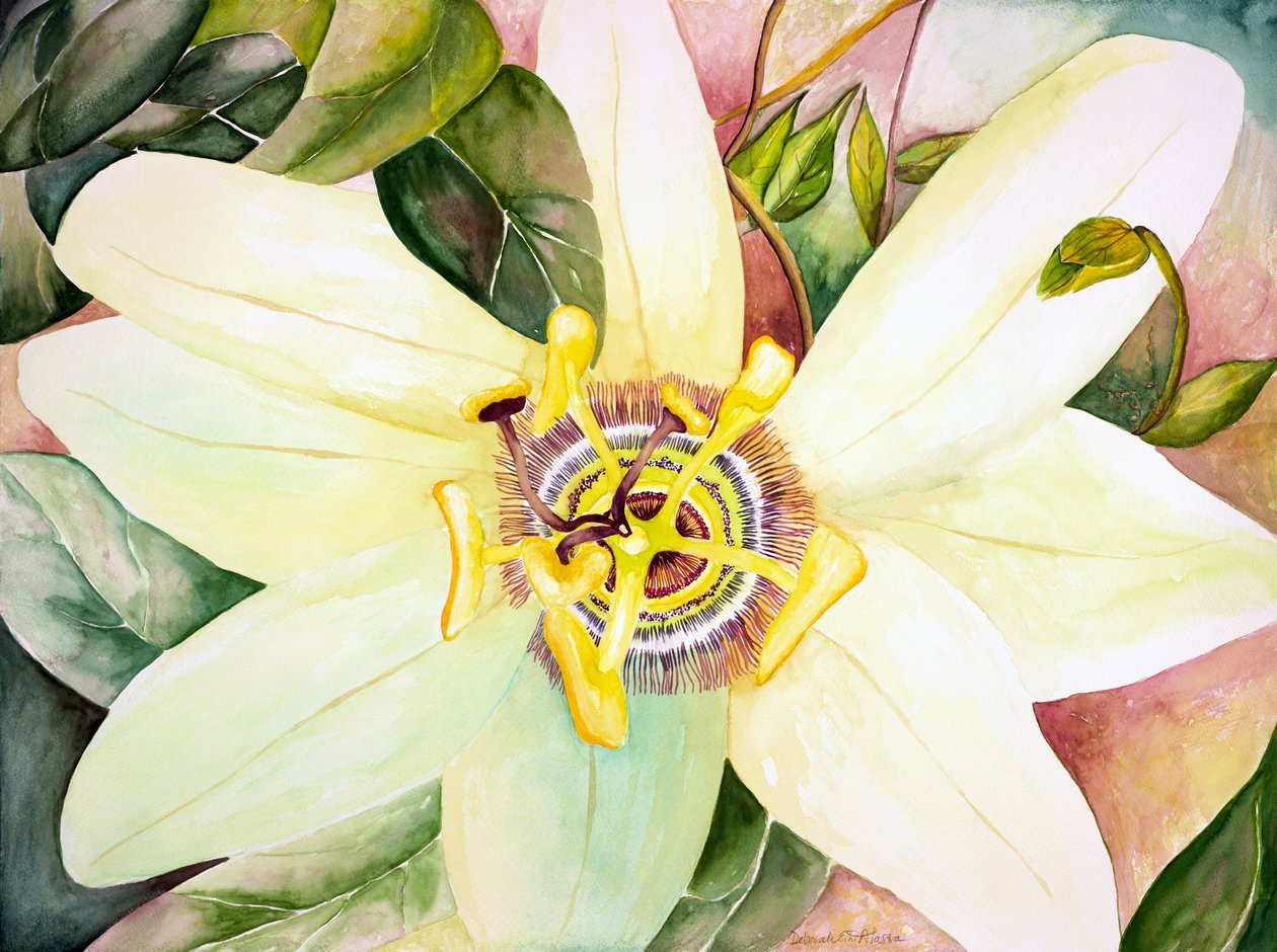 Maracujá, 2007 (aguarela) de Deborah Eve Alastra