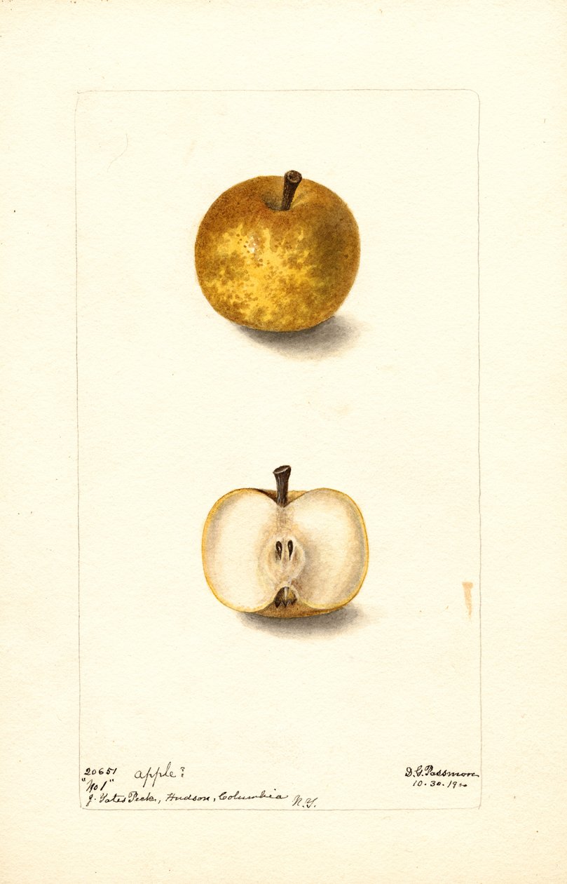 Maçãs (Malus domestica: No.1) (aguarela) de Deborah Griscom Passmore