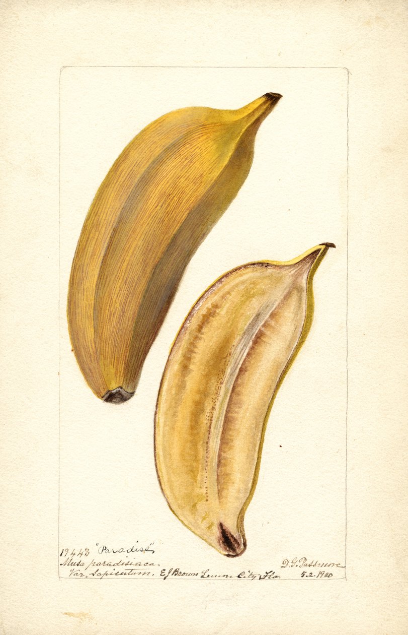 Bananas (Musa: Paradise) (WC) de Deborah Griscom Passmore