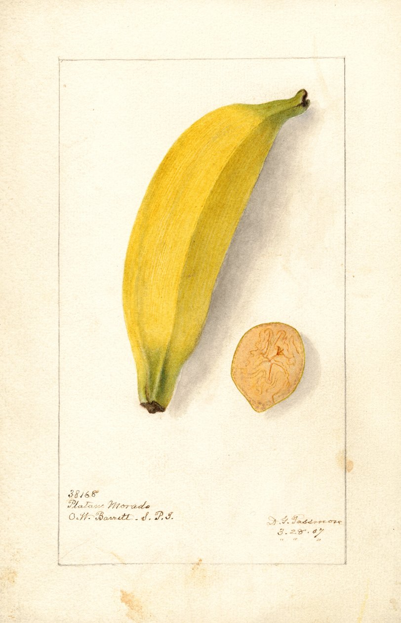 Bananas ( Musa: Banana roxa) (aguarela) de Deborah Griscom Passmore