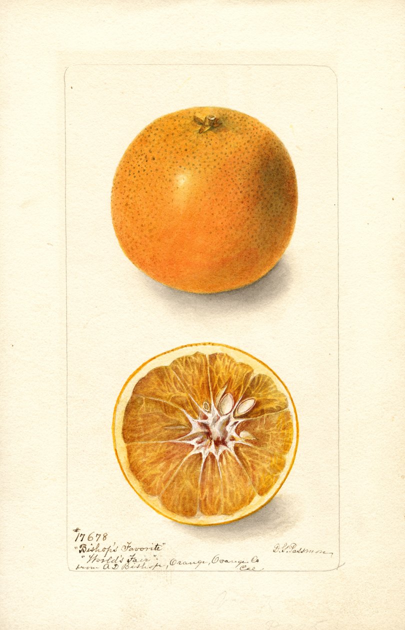 Laranjas (Citrus sinensis: Bishops Favorite) (aguarela) de Deborah Griscom Passmore