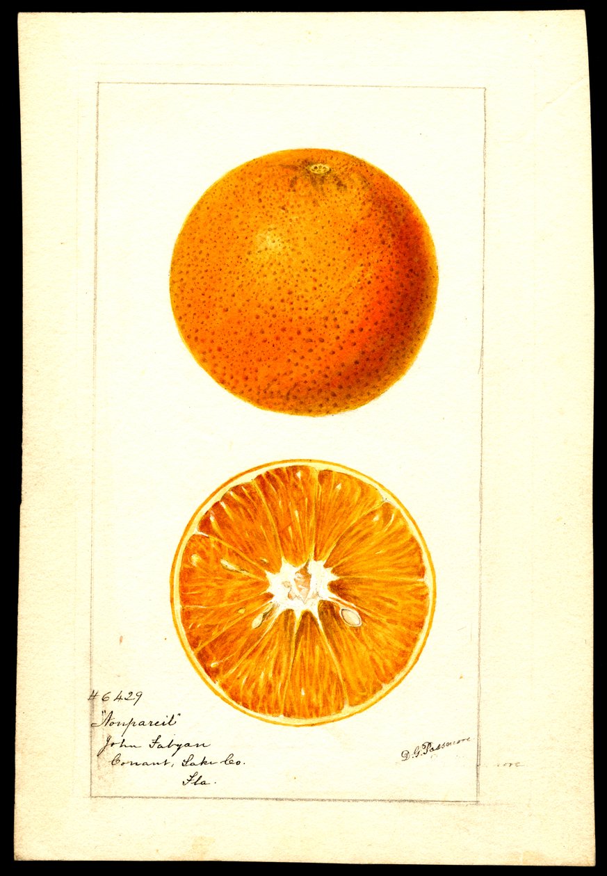 Laranjas. Citrus sinensis: Nonpareil (aguarela sobre papel) de Deborah Griscom Passmore
