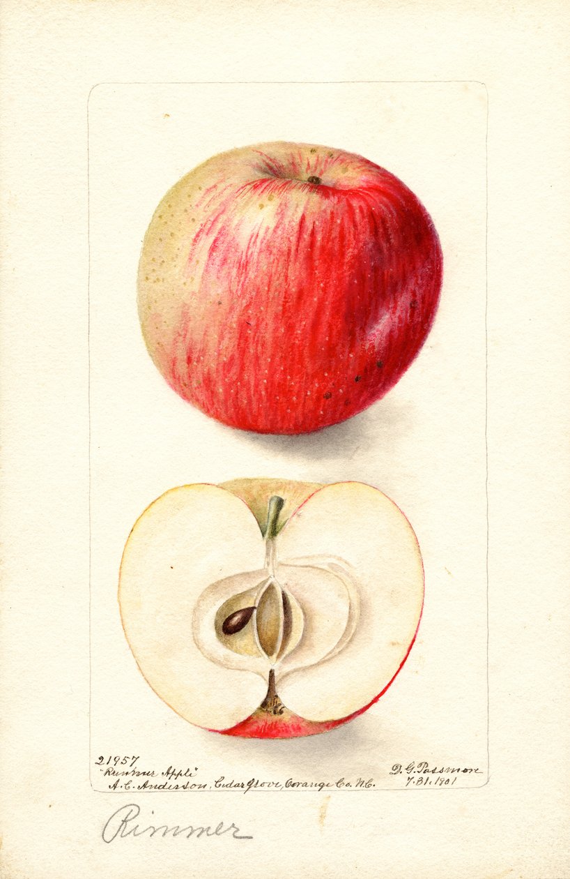 Maçãs Rimmer (Malus domestica) (aguarela) de Deborah Griscom Passmore
