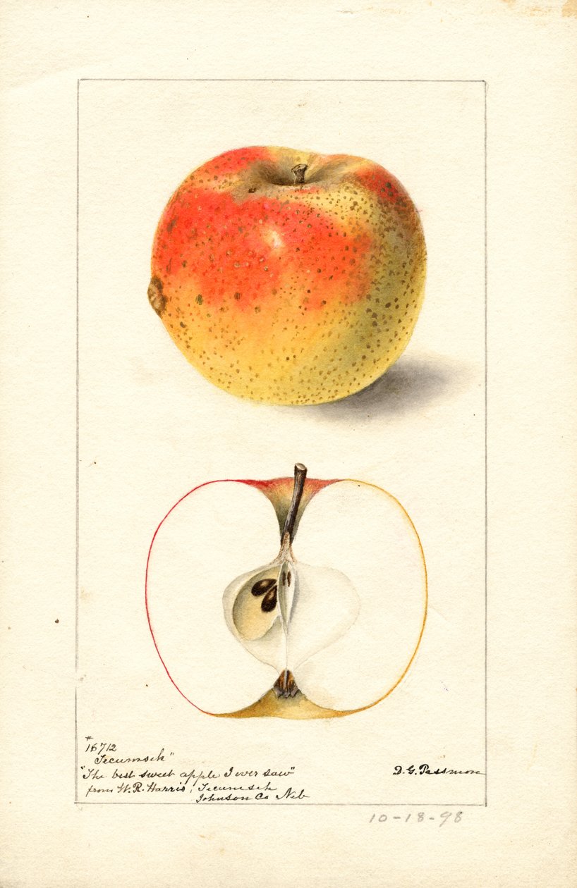 Maçãs Tecumseh ( Malus domestica) (aguarela) de Deborah Griscom Passmore