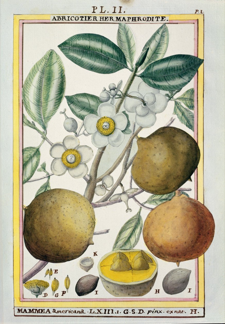 Árvore de alperce hermafrodita, de &39;Florindie ou história físico-econômica das plantas do Torrid&39;, 1789 de Delahaye