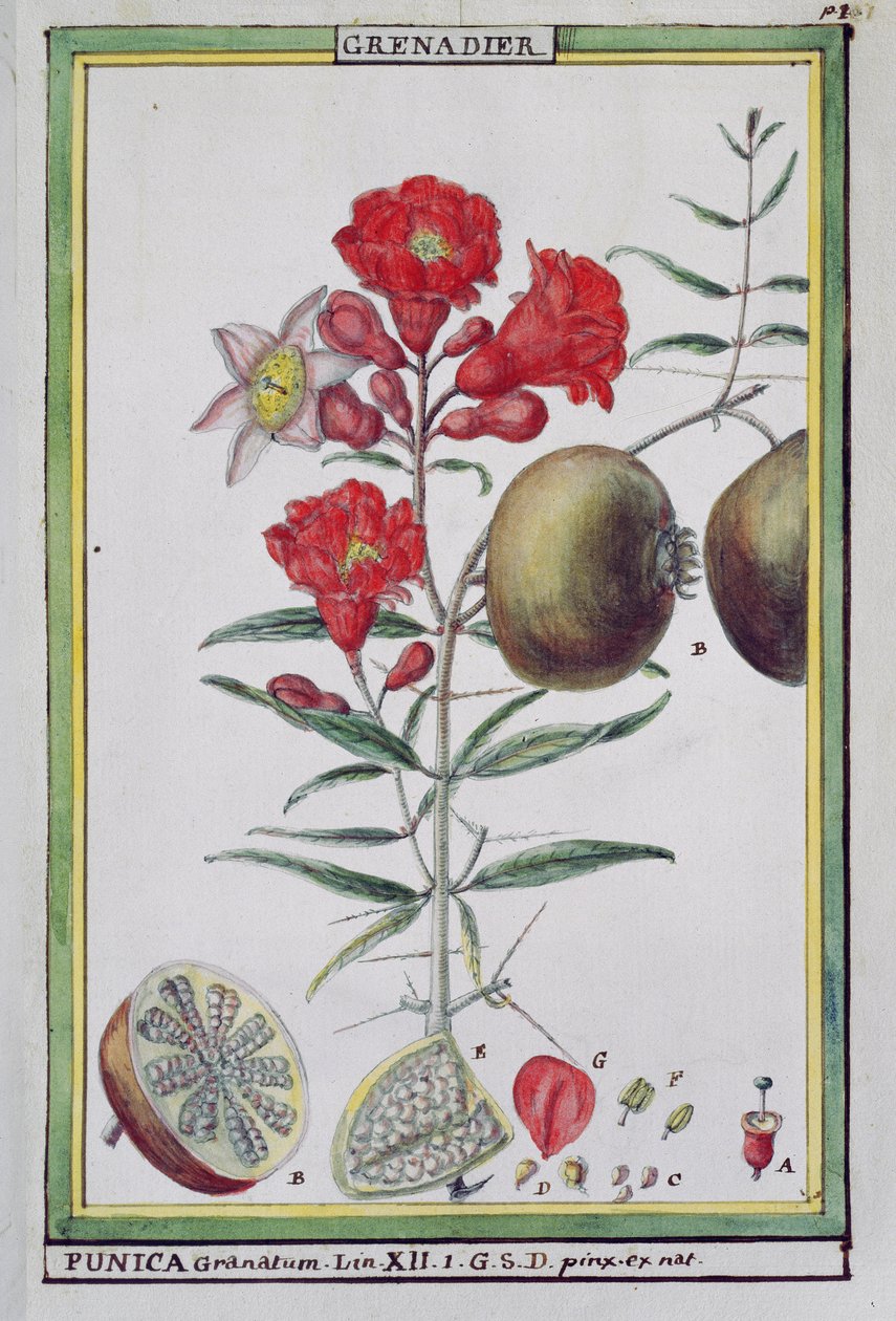 Árvore de Romã, de Florindia ou História Físico-econômica dos Vegetais do Torride, 1789 de Delahaye