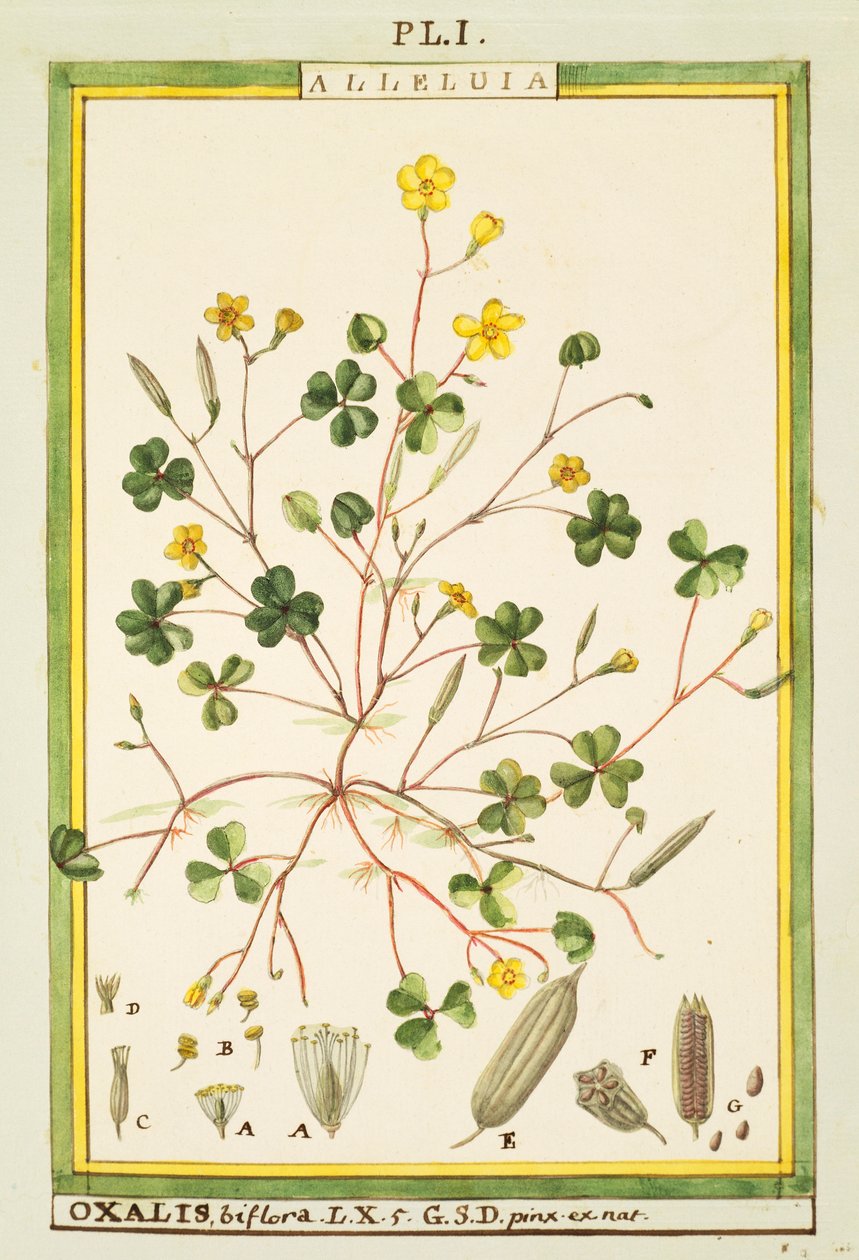 Ranúnculo das Bermudas (Oxalis biflora ou pes-caprae), aguarela de Delahaye de Delahaye Delahaye