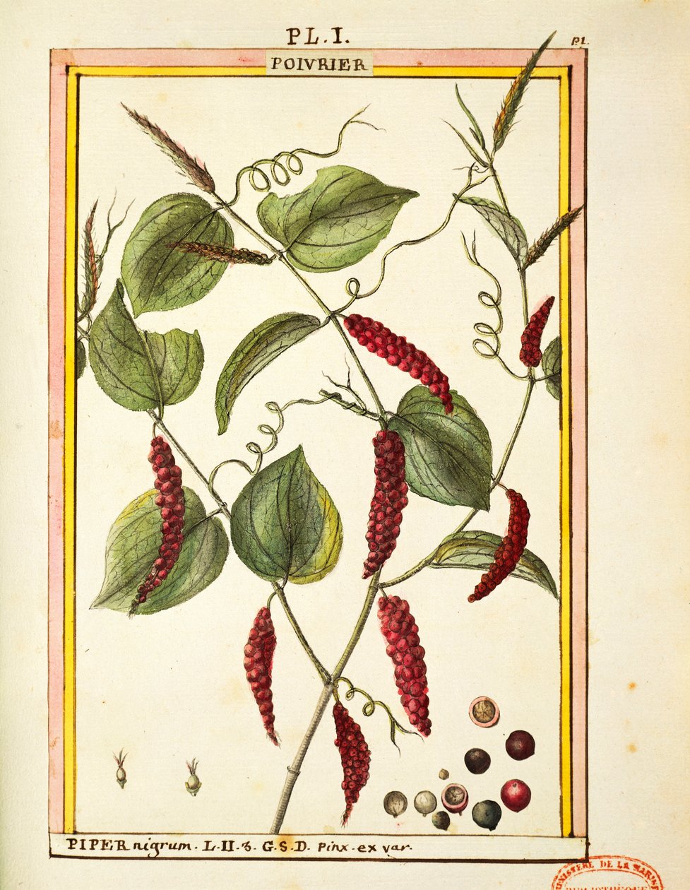Milho com pimenta preta (Piper nigrum), aguarela de Delahaye de Delahaye Delahaye